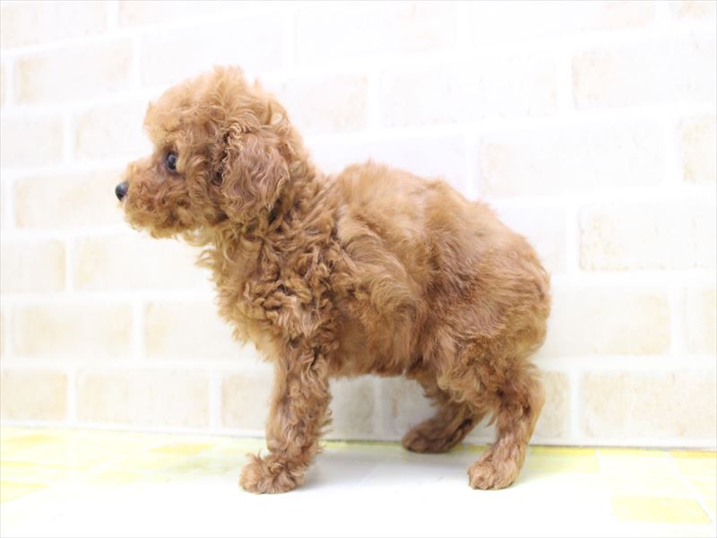 埼玉県のトイプードル(タイニー) (ワンラブアリオ川口店/2025年8月30日生まれ/女の子/レッドフォーン)の子犬の3枚目の画像