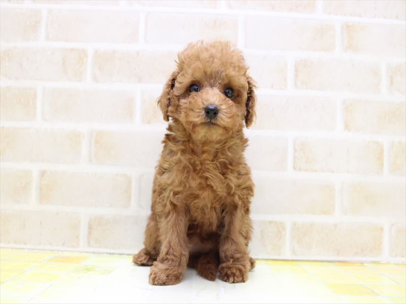 埼玉県のトイプードル(タイニー) (ワンラブアリオ川口店/2025年8月30日生まれ/女の子/レッドフォーン)の子犬の2枚目の画像