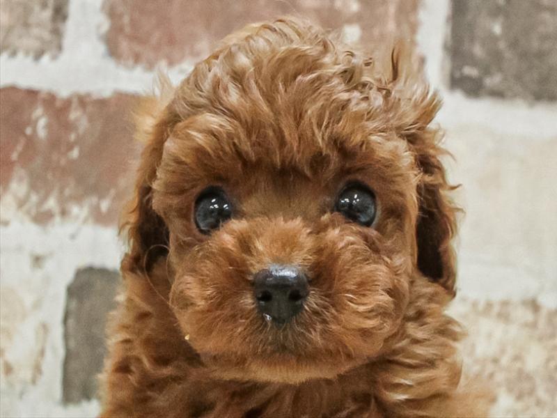 愛知県のトイプードル(トイ) (ワンラブ名古屋守山インター総本店/2025年9月9日生まれ/男の子/レッド)の子犬の1枚目の画像