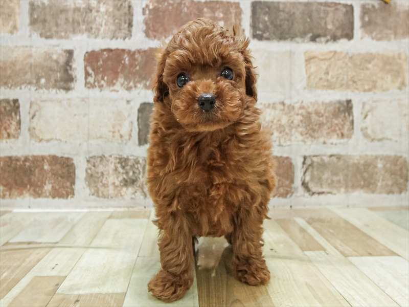 愛知県のトイプードル(トイ) (ワンラブ名古屋守山インター総本店/2025年9月9日生まれ/男の子/レッド)の子犬の3枚目の画像