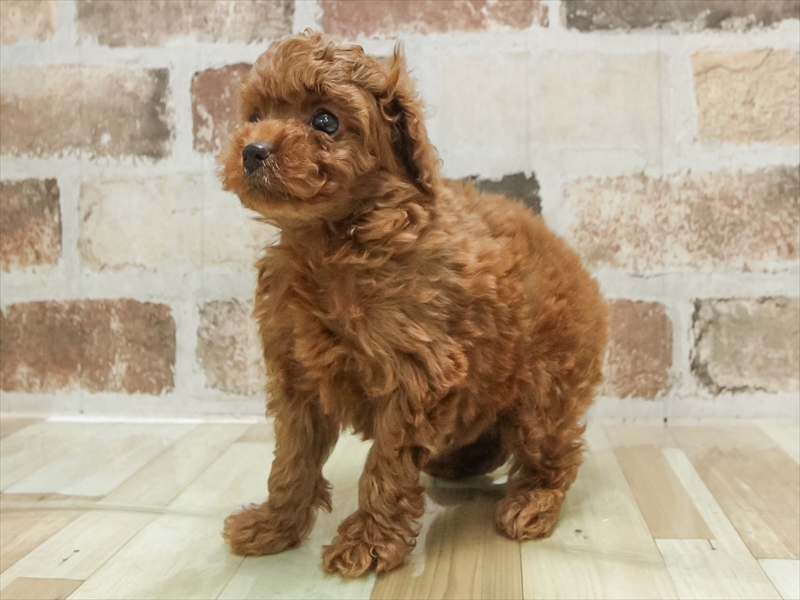 愛知県のトイプードル(トイ) (ワンラブ名古屋守山インター総本店/2025年9月9日生まれ/男の子/レッド)の子犬の2枚目の画像