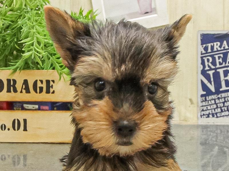 愛知県のヨークシャーテリア (ワンラブ名古屋守山インター総本店/2025年9月8日生まれ/男の子/スチールブルータン)の子犬の1枚目の画像