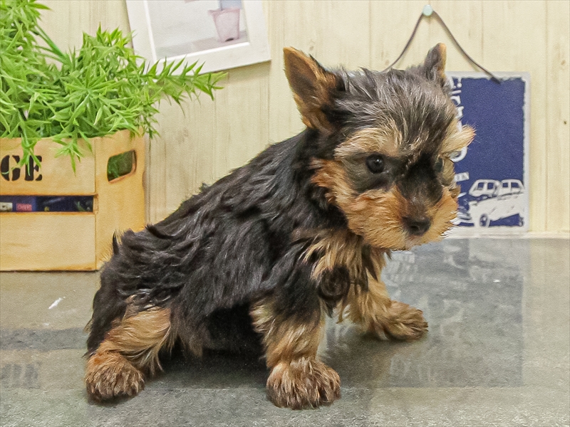 愛知県のヨークシャーテリア (ワンラブ名古屋守山インター総本店/2025年9月8日生まれ/男の子/スチールブルータン)の子犬の2枚目の画像