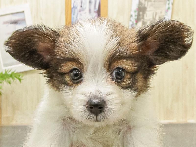 愛知県のパピヨン (ワンラブ名古屋守山インター総本店/2025年9月8日生まれ/男の子/ホワイトブラウン)の子犬の1枚目の画像