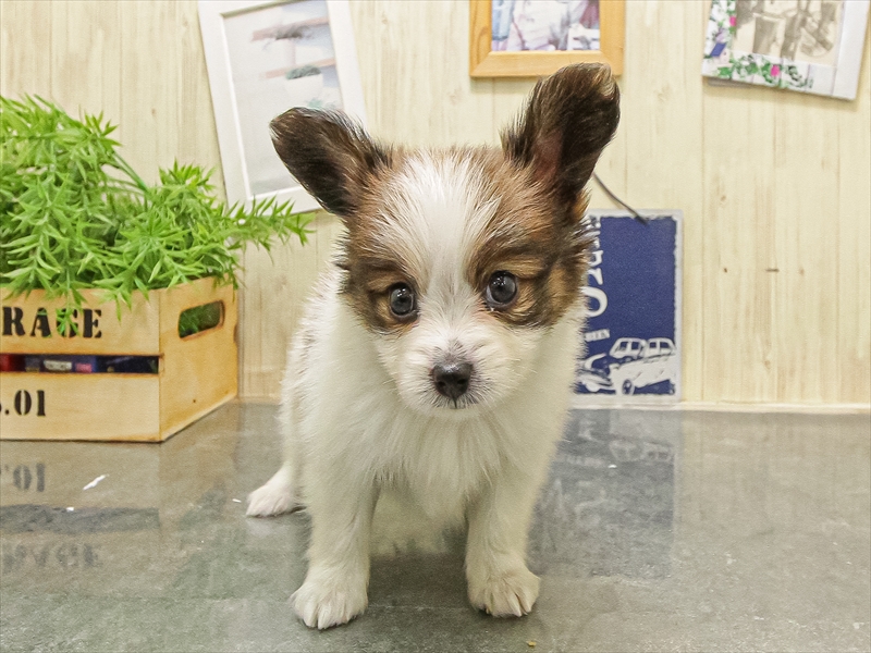 愛知県のパピヨン (ワンラブ名古屋守山インター総本店/2025年9月8日生まれ/男の子/ホワイトブラウン)の子犬の3枚目の画像
