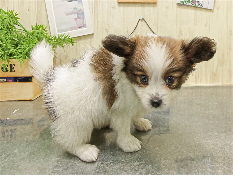 愛知県のパピヨン (ワンラブ名古屋守山インター総本店/2025年9月8日生まれ/男の子/ホワイトブラウン)の子犬の2枚目の画像