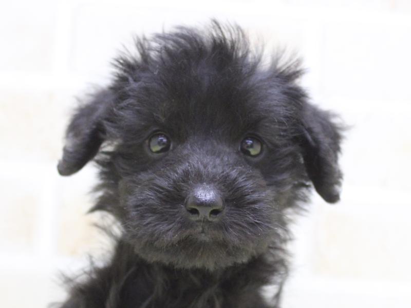 埼玉県のシュナプー(シュナウザー×プードル) (ワンラブ埼玉寄居店/2025年9月5日生まれ/女の子/ブラック)の子犬の1枚目の画像