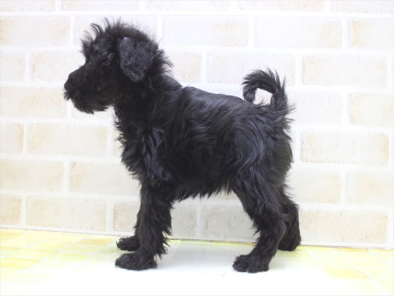 埼玉県のシュナプー(シュナウザー×プードル) (ワンラブ埼玉寄居店/2025年9月5日生まれ/女の子/ブラック)の子犬の3枚目の画像