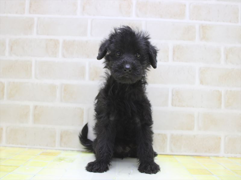 埼玉県のシュナプー(シュナウザー×プードル) (ワンラブ埼玉寄居店/2025年9月5日生まれ/女の子/ブラック)の子犬の2枚目の画像