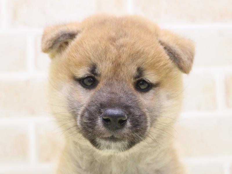 埼玉県の柴犬(標準サイズ) (ワンラブ埼玉寄居店/2025年9月8日生まれ/男の子/赤)の子犬の1枚目の画像