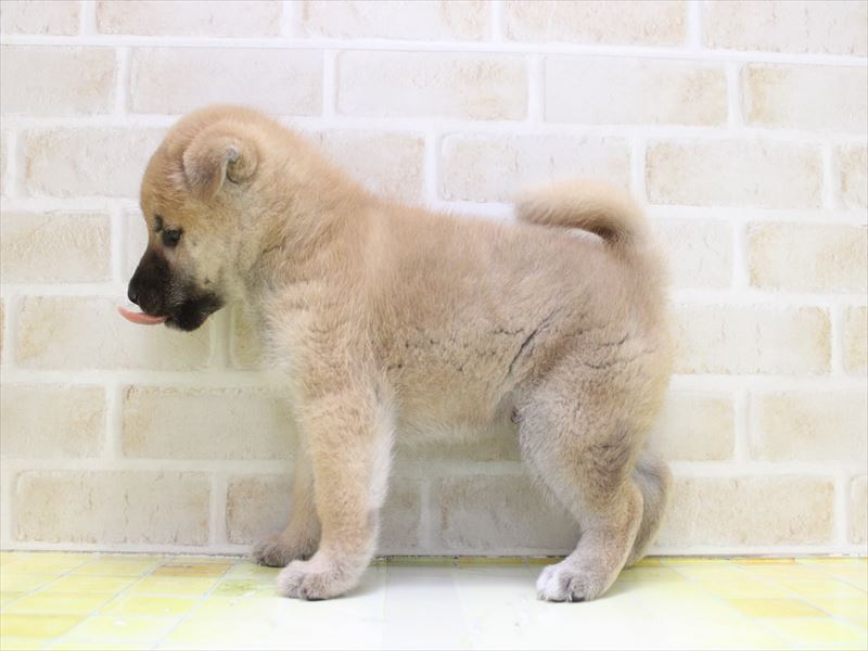 埼玉県の柴犬(標準サイズ) (ワンラブ埼玉寄居店/2025年9月8日生まれ/男の子/赤)の子犬の3枚目の画像