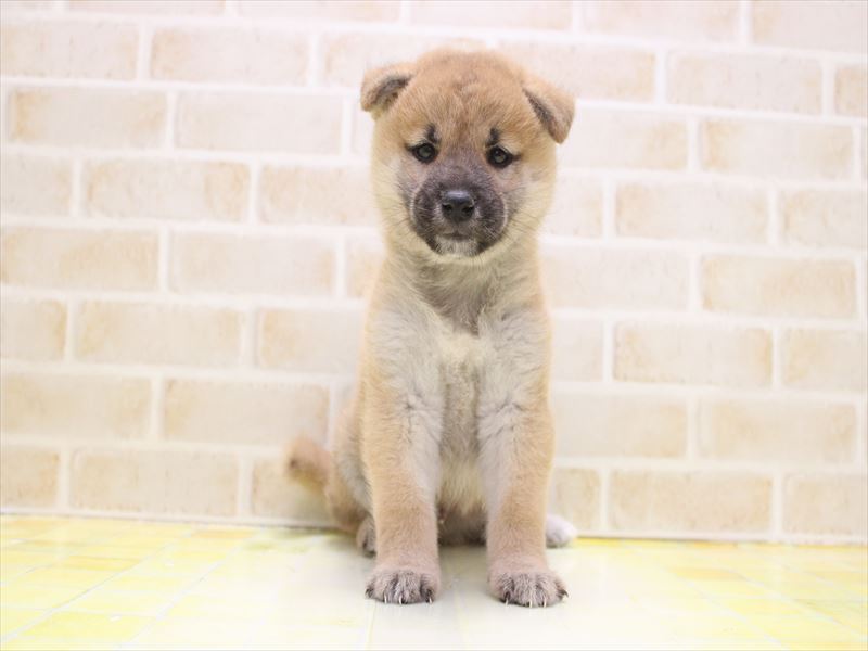 埼玉県の柴犬(標準サイズ) (ワンラブ埼玉寄居店/2025年9月8日生まれ/男の子/赤)の子犬の2枚目の画像