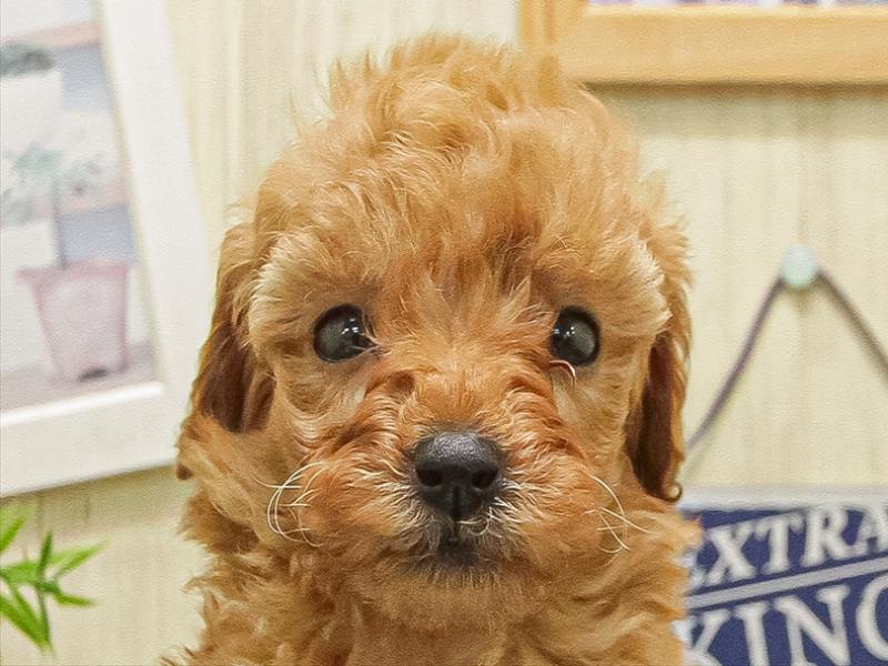 愛知県のトイプードル(タイニー) (ワンラブ名古屋守山インター総本店/2025年9月6日生まれ/男の子/アプリコット)の子犬の1枚目の画像