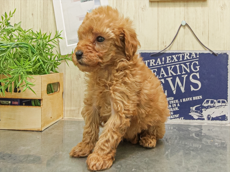 愛知県のトイプードル(タイニー) (ワンラブ名古屋守山インター総本店/2025年9月6日生まれ/男の子/アプリコット)の子犬の2枚目の画像