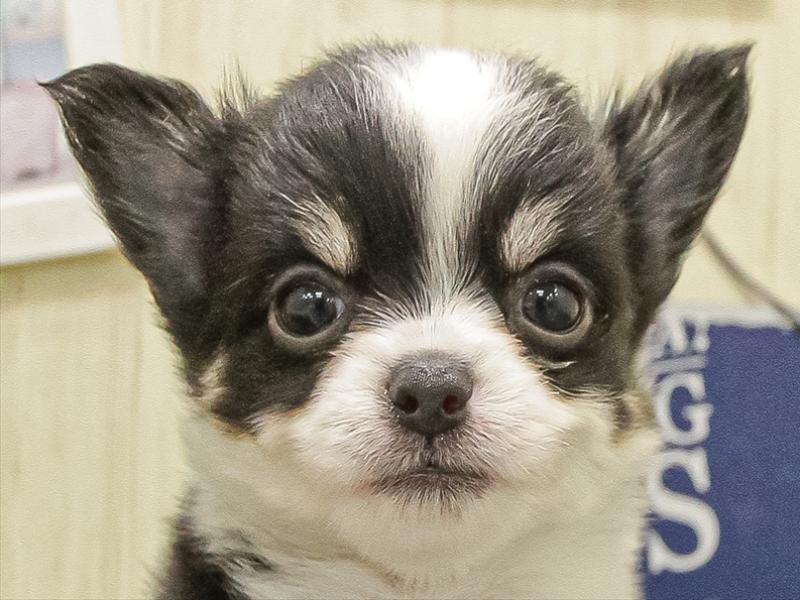 愛知県のチワワ(ロング) (ワンラブ名古屋守山インター総本店/2025年9月7日生まれ/男の子/ブラックタンホワイト)の子犬の1枚目の画像