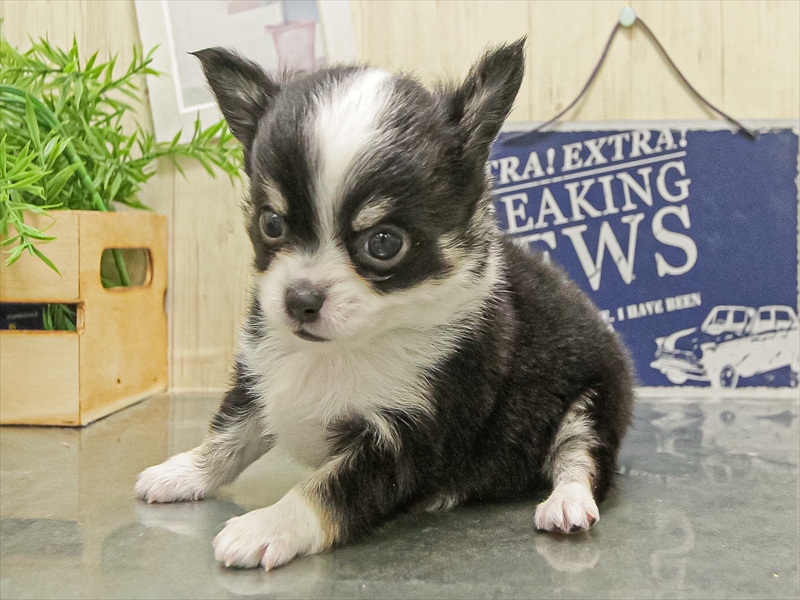 愛知県のチワワ(ロング) (ワンラブ名古屋守山インター総本店/2025年9月7日生まれ/男の子/ブラックタンホワイト)の子犬の2枚目の画像