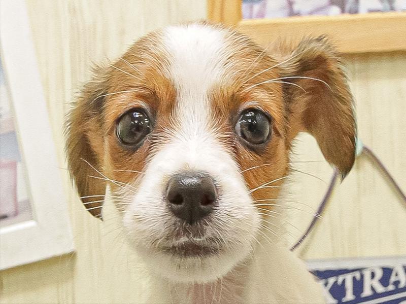 岐阜県のジャックラッセルテリア (ワンラブMEGA ドン・キホーテ瑞穂店/2025年9月6日生まれ/女の子/ホワイトタン)の子犬