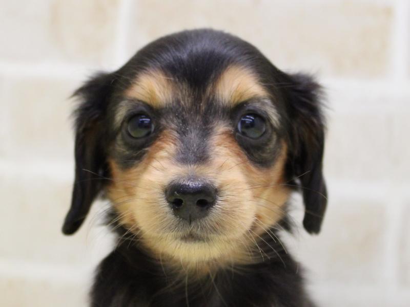 埼玉県のミニチュアダックスフンド(ロング) (ワンラブ埼玉寄居店/2025年9月9日生まれ/女の子/ブラックタン)の子犬の1枚目の画像