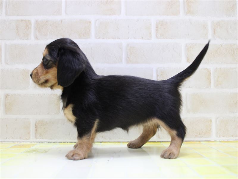 埼玉県のミニチュアダックスフンド(ロング) (ワンラブ埼玉寄居店/2025年9月9日生まれ/女の子/ブラックタン)の子犬の3枚目の画像