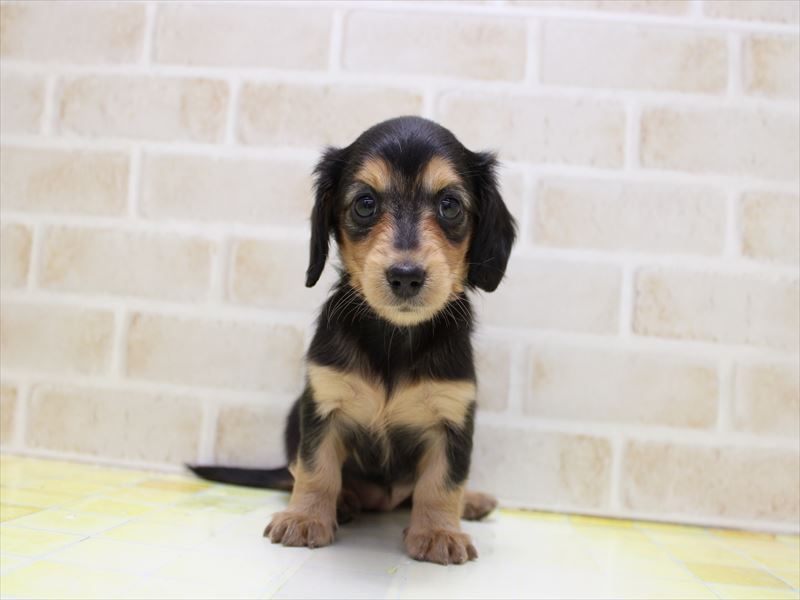 埼玉県のミニチュアダックスフンド(ロング) (ワンラブ埼玉寄居店/2025年9月9日生まれ/女の子/ブラックタン)の子犬の2枚目の画像