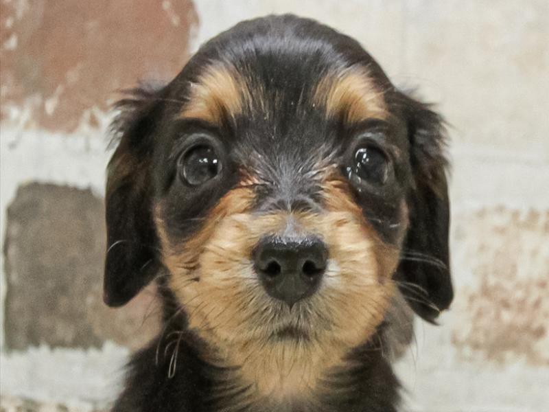 愛知県のミニチュアダックスフンド(ロング) (ワンラブ名古屋守山インター総本店/2025年9月9日生まれ/女の子/ブラックタン)の子犬の1枚目の画像