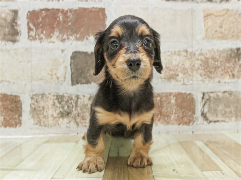 愛知県のミニチュアダックスフンド(ロング) (ワンラブ名古屋守山インター総本店/2025年9月9日生まれ/女の子/ブラックタン)の子犬の3枚目の画像