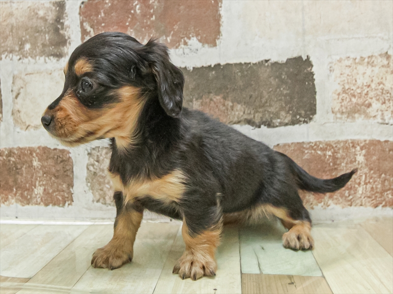 愛知県のミニチュアダックスフンド(ロング) (ワンラブ名古屋守山インター総本店/2025年9月9日生まれ/女の子/ブラックタン)の子犬の2枚目の画像