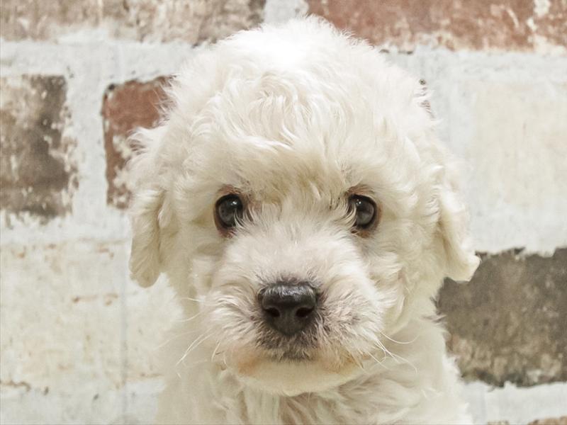 愛知県のビションフリーゼ (ワンラブ名古屋守山インター総本店/2025年9月9日生まれ/男の子/ホワイト)の子犬の1枚目の画像