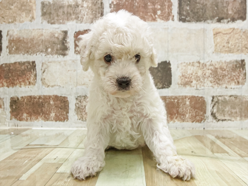 愛知県のビションフリーゼ (ワンラブ名古屋守山インター総本店/2025年9月9日生まれ/男の子/ホワイト)の子犬の3枚目の画像