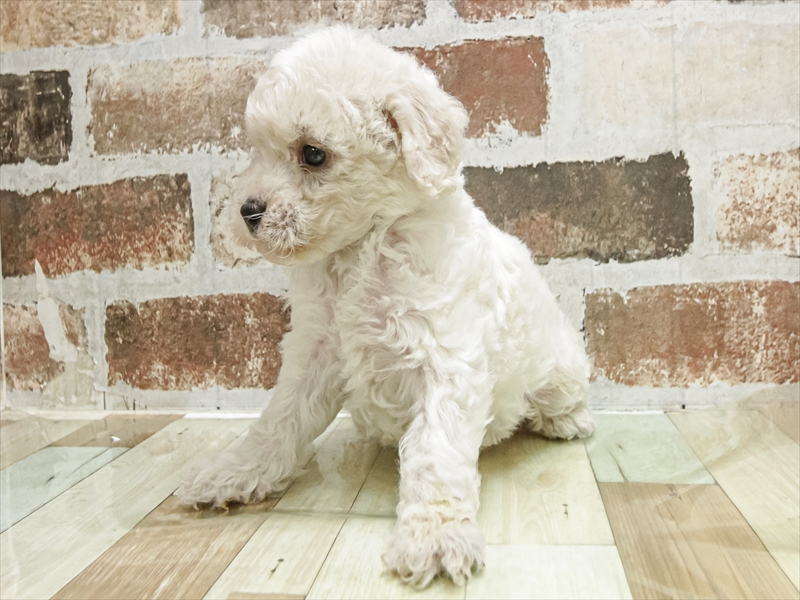 愛知県のビションフリーゼ (ワンラブ名古屋守山インター総本店/2025年9月9日生まれ/男の子/ホワイト)の子犬の2枚目の画像