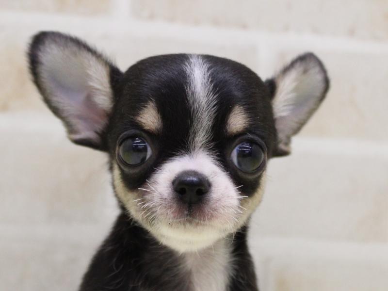 東京都のチワワ(ロング) (ワンラブららぽーと立川立飛店/2025年9月9日生まれ/男の子/ブラックタンホワイト)の子犬の1枚目の画像