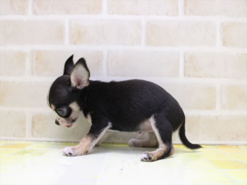 東京都のチワワ(ロング) (ワンラブららぽーと立川立飛店/2025年9月9日生まれ/男の子/ブラックタンホワイト)の子犬の3枚目の画像