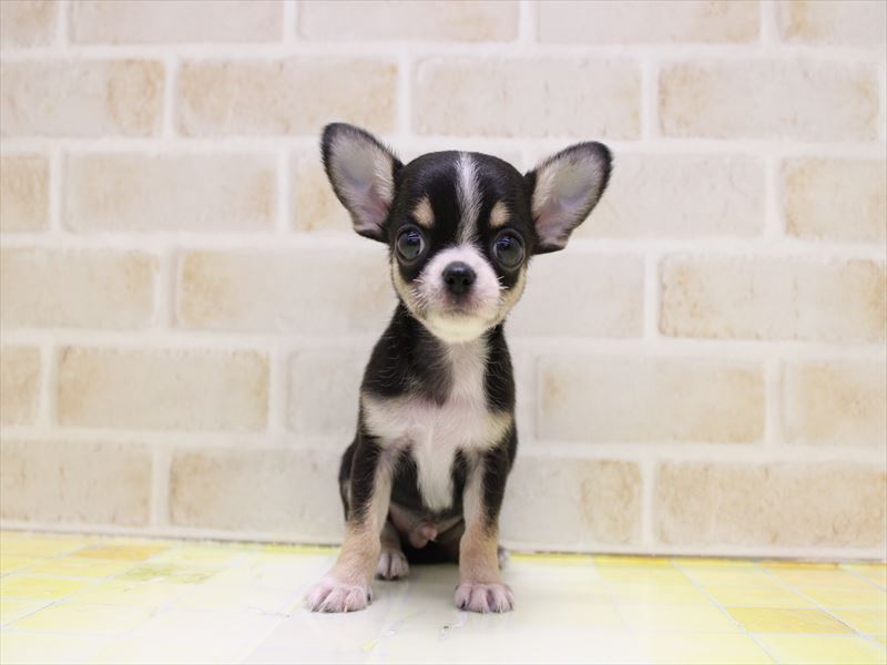 東京都のチワワ(ロング) (ワンラブららぽーと立川立飛店/2025年9月9日生まれ/男の子/ブラックタンホワイト)の子犬の2枚目の画像