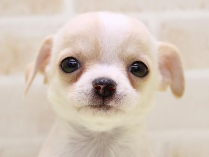 栃木県のチワワ(ロング) (ワンラブベルモール宇都宮店/2025年9月9日生まれ/男の子/クリームホワイト)の子犬