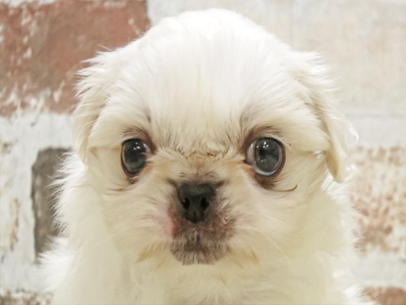 愛知県のペキニーズ (ワンラブ名古屋守山インター総本店/2025年9月9日生まれ/男の子/ホワイト)の子犬の1枚目の画像