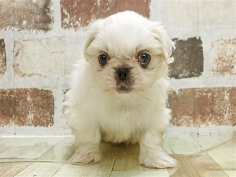 愛知県のペキニーズ (ワンラブ名古屋守山インター総本店/2025年9月9日生まれ/男の子/ホワイト)の子犬の3枚目の画像