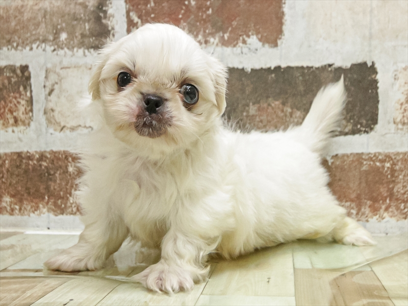 愛知県のペキニーズ (ワンラブ名古屋守山インター総本店/2025年9月9日生まれ/男の子/ホワイト)の子犬の2枚目の画像
