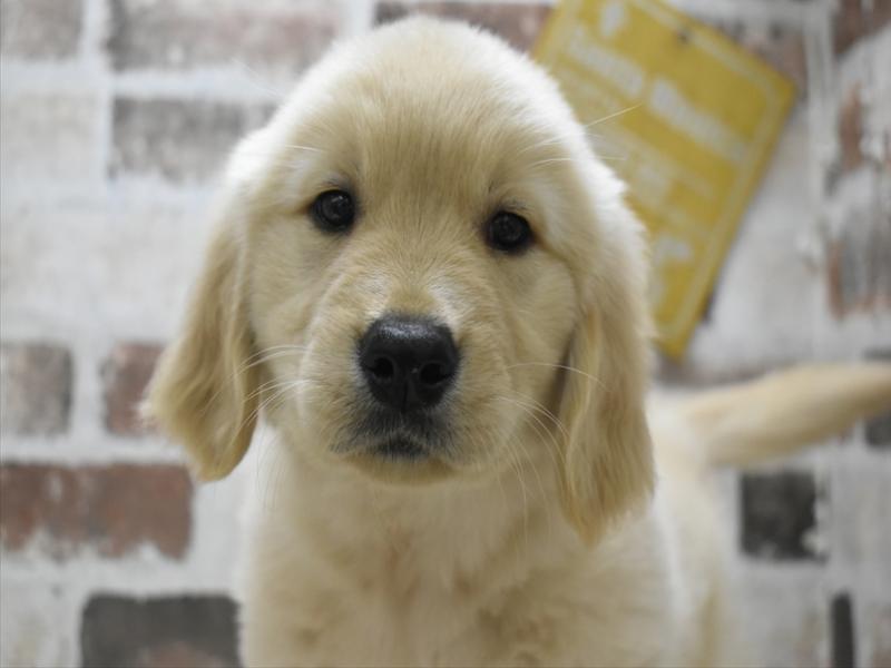 愛知県のゴールデンレトリバー (ワンラブ名古屋守山インター総本店/2025年9月8日生まれ/男の子/ゴールデン)の子犬の1枚目の画像