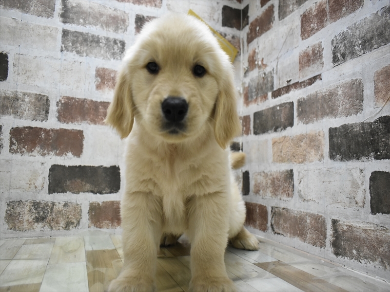 愛知県のゴールデンレトリバー (ワンラブ名古屋守山インター総本店/2025年9月8日生まれ/男の子/ゴールデン)の子犬の2枚目の画像
