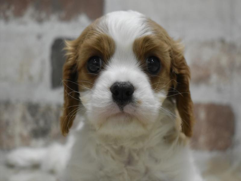 愛知県のキャバリアキングチャールズスパニエル (ワンラブ名古屋守山インター総本店/2025年9月10日生まれ/女の子/ブレンハイム)の子犬の1枚目の画像