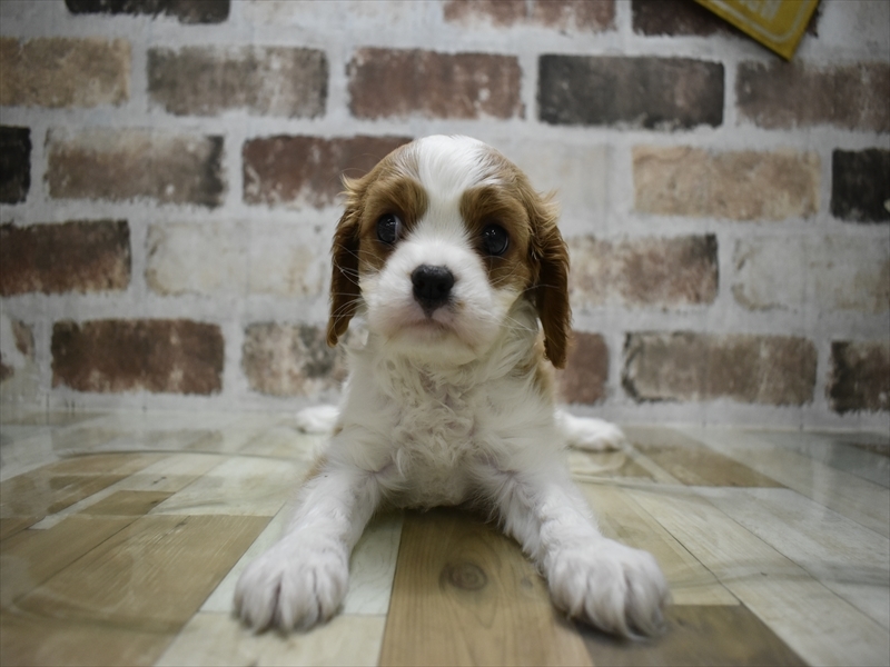 愛知県のキャバリアキングチャールズスパニエル (ワンラブ名古屋守山インター総本店/2025年9月10日生まれ/女の子/ブレンハイム)の子犬の2枚目の画像