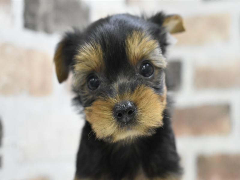 愛知県のヨークシャーテリア (ワンラブ名古屋守山インター総本店/2025年9月8日生まれ/女の子/スチールブルータン)の子犬の1枚目の画像