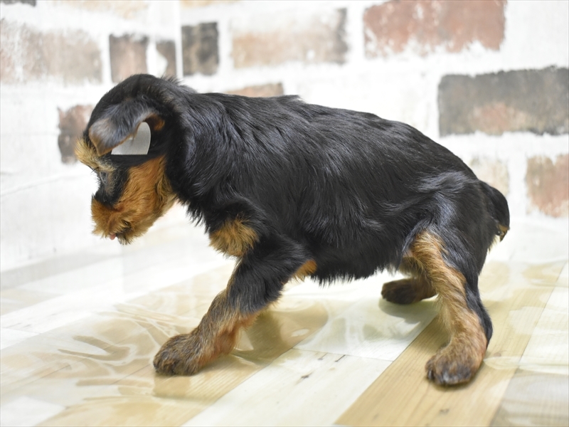 愛知県のヨークシャーテリア (ワンラブ名古屋守山インター総本店/2025年9月8日生まれ/女の子/スチールブルータン)の子犬の3枚目の画像