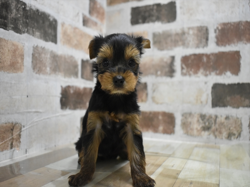 愛知県のヨークシャーテリア (ワンラブ名古屋守山インター総本店/2025年9月8日生まれ/女の子/スチールブルータン)の子犬の2枚目の画像