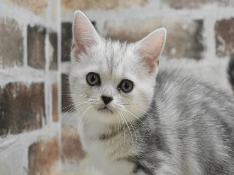 2025年9月11日生まれのアメリカンショートヘアー