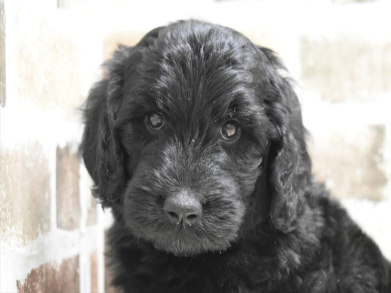 愛知県のゴールデンドゥードゥル(ゴールデン×プードル) (ワンラブ名古屋守山インター総本店/2025年9月7日生まれ/女の子/ブラック)の子犬の1枚目の画像