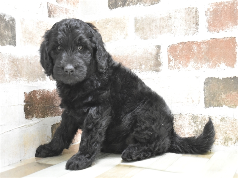 愛知県のゴールデンドゥードゥル(ゴールデン×プードル) (ワンラブ名古屋守山インター総本店/2025年9月7日生まれ/女の子/ブラック)の子犬の3枚目の画像