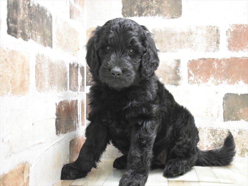 愛知県のゴールデンドゥードゥル(ゴールデン×プードル) (ワンラブ名古屋守山インター総本店/2025年9月7日生まれ/女の子/ブラック)の子犬の2枚目の画像