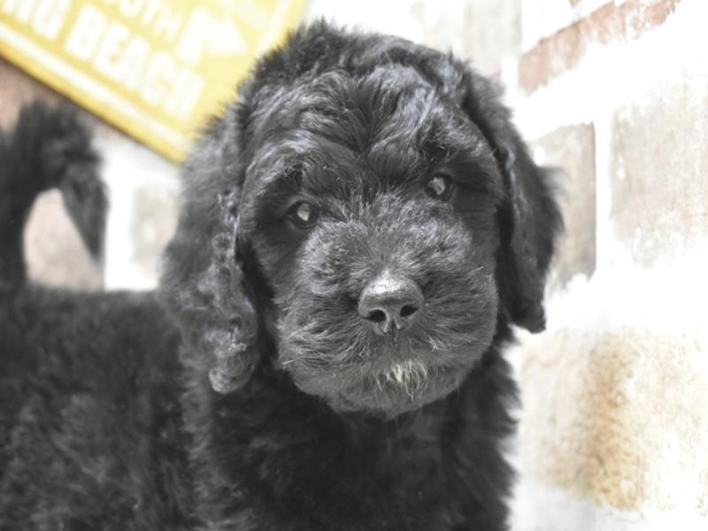 愛知県のゴールデンドゥードゥル(ゴールデン×プードル) (ワンラブ名古屋守山インター総本店/2025年9月7日生まれ/女の子/ブラック)の子犬の1枚目の画像