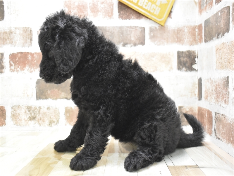愛知県のゴールデンドゥードゥル(ゴールデン×プードル) (ワンラブ名古屋守山インター総本店/2025年9月7日生まれ/女の子/ブラック)の子犬の3枚目の画像